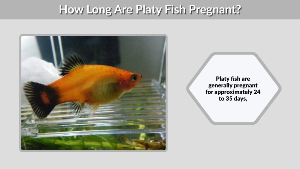 How Long Are Platy Fish Pregnant?