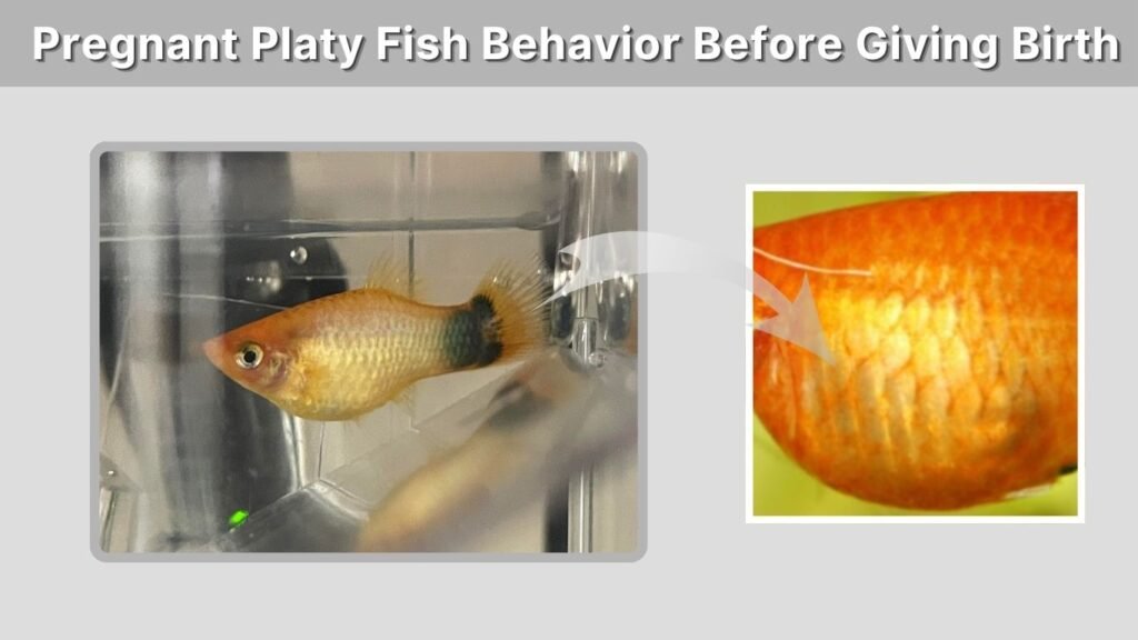 Pregnant Platy Fish Behavior Before Giving Birth