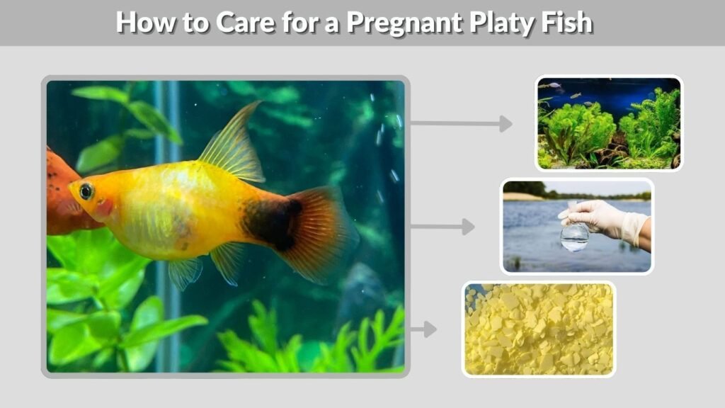 How to Care for a Pregnant Platy Fish