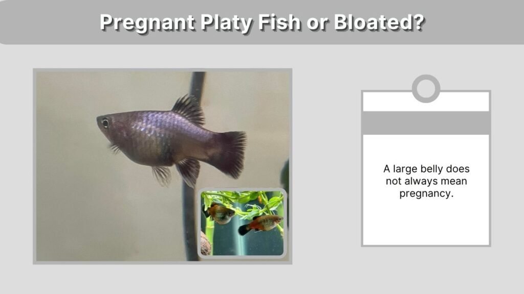 Pregnant Platy Fish or Bloated?