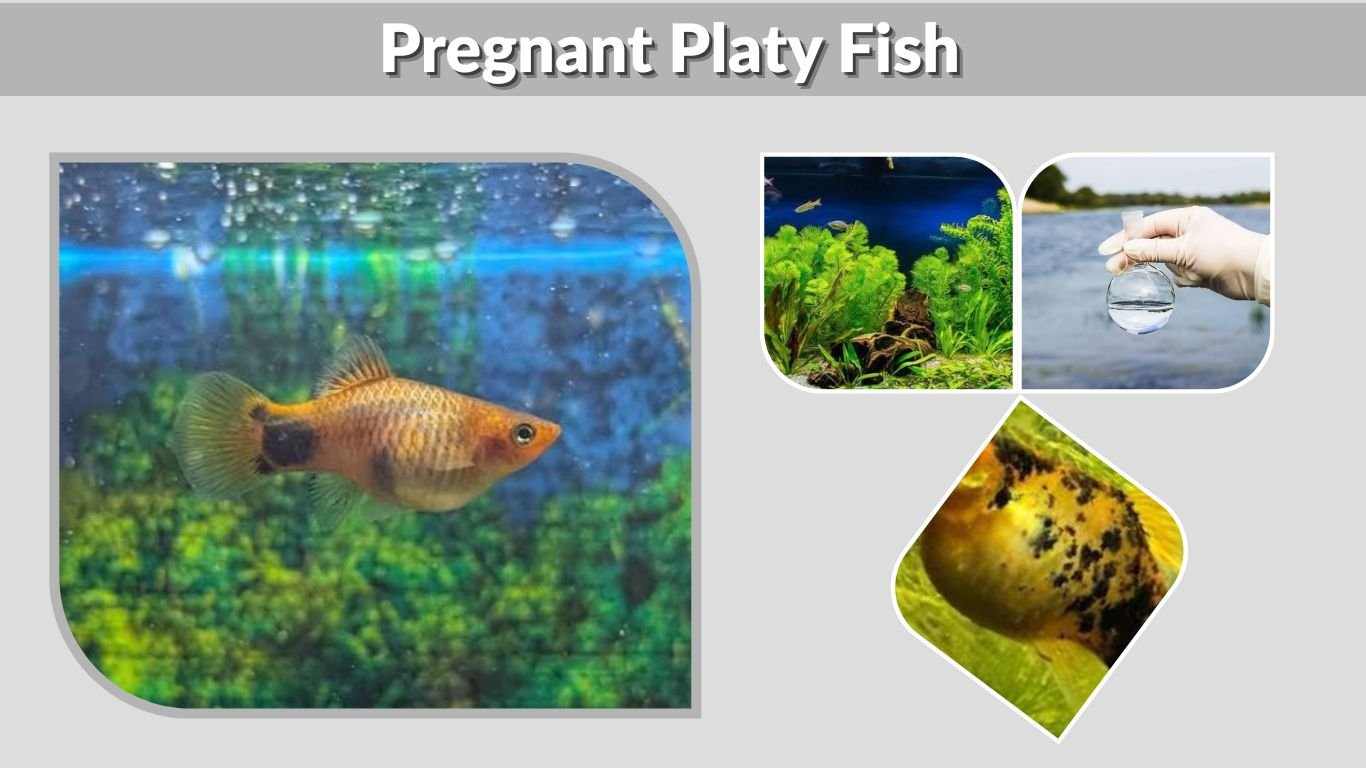 Pregnant Platy Fish: Signs, Stages, and Birth Guide