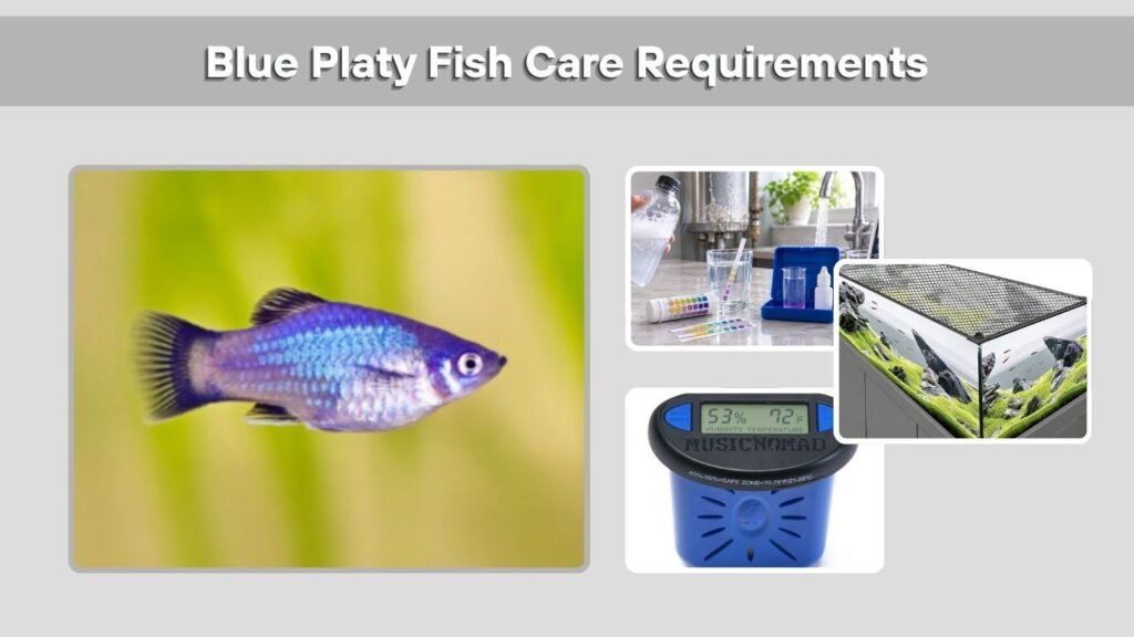 Blue Platy Fish Care Requirements