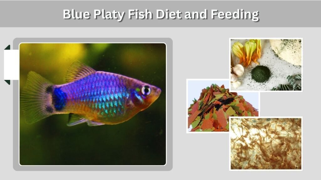 Blue Platy Fish Diet and Feeding