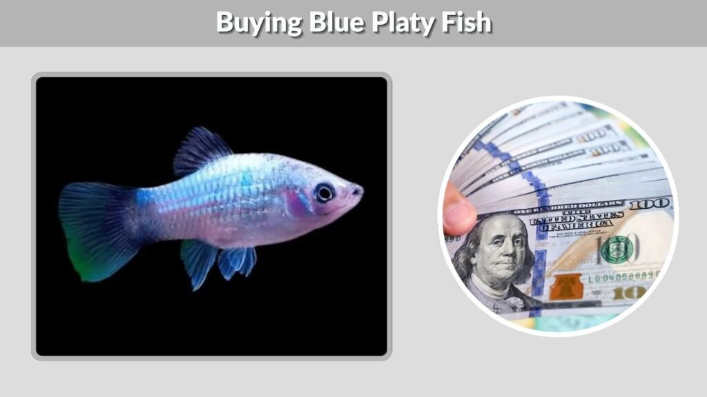 Buying Blue Platy Fish
