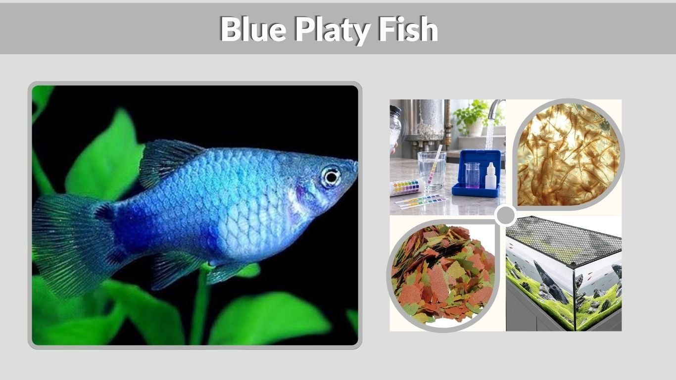 Blue Platy Fish: Care, Colors, Tank Mates and Breeding
