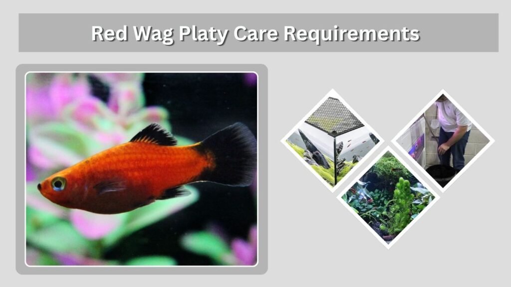 Red Wag Platy Care Requirements
