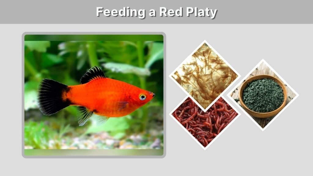 Feeding a Red Platy