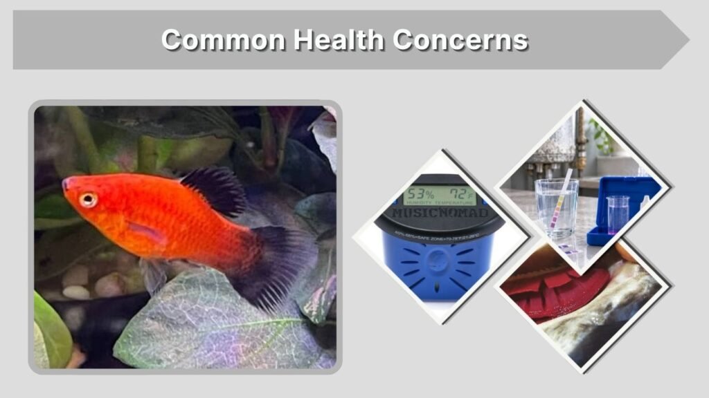 Common Health Concerns