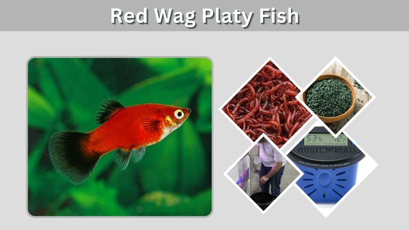 Red Wag Platy Fish: Care, Lifespan, Food, and Breeding