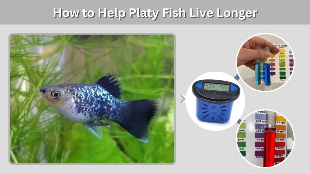 How to Help Platy Fish Live Longer