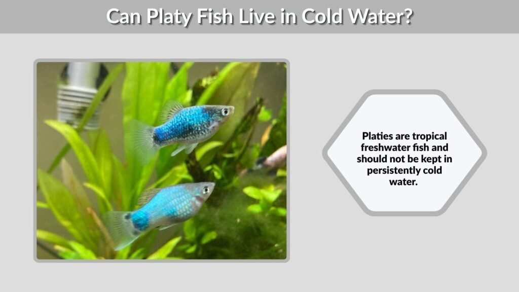Can Platy Fish Live in Cold Water?