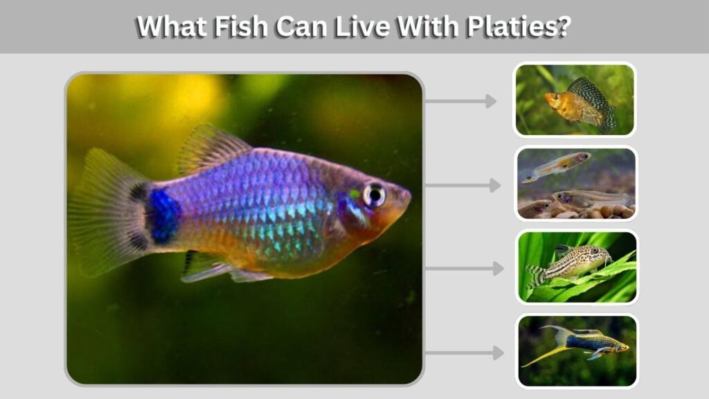 What Fish Can Live With Platies?