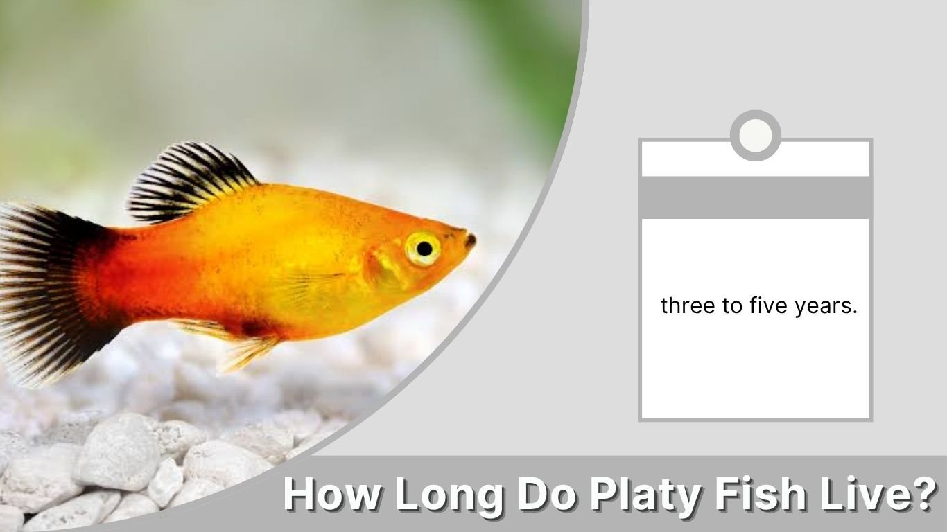 How Long Do Platy Fish Live? Lifespan and Care Guide