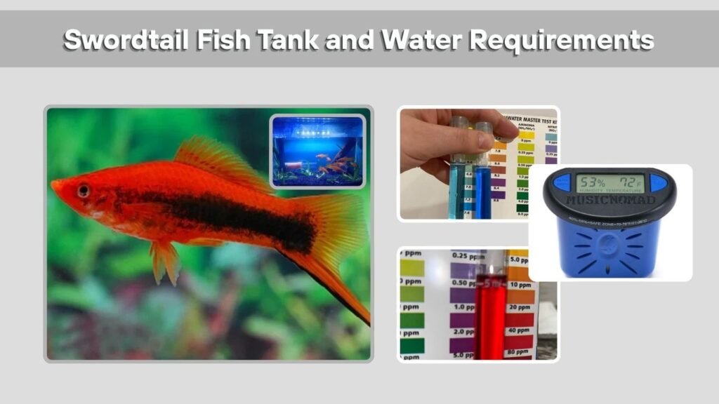 Swordtail Fish Tank and Water Requirements