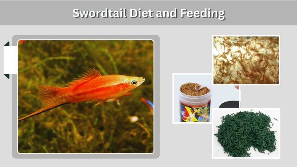 Swordtail Diet and Feeding