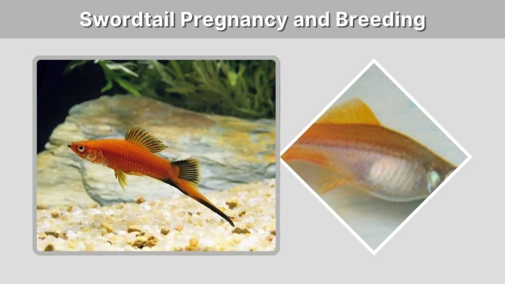 Swordtail Pregnancy and Breeding