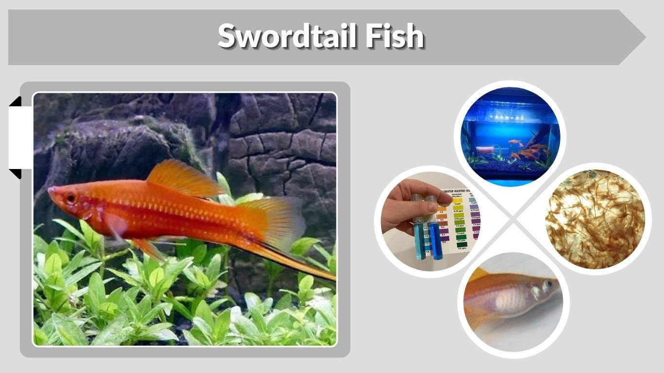 Swordtail Fish: Care, Size, Colors, and Tank Mates