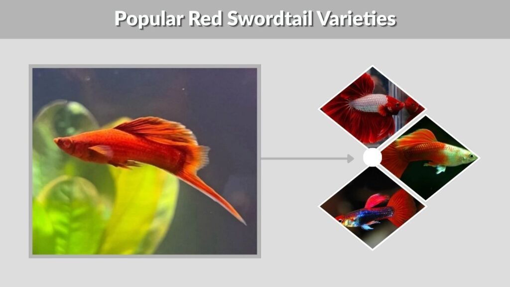 Popular Red Swordtail Varieties