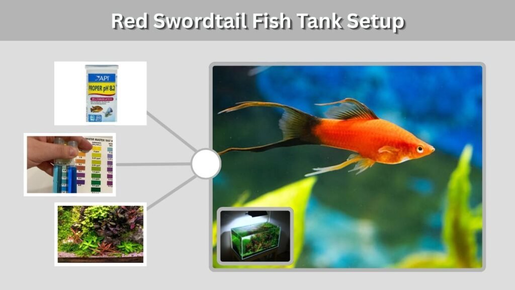 Red Swordtail Fish Tank Setup