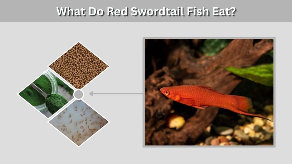 What Do Red Swordtail Fish Eat?