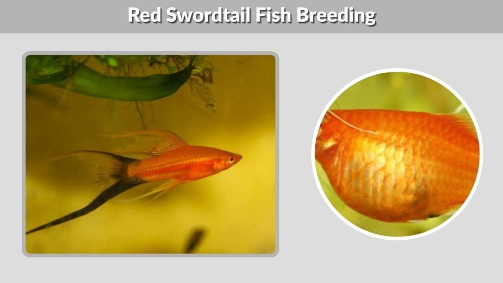 Red Swordtail Fish Breeding