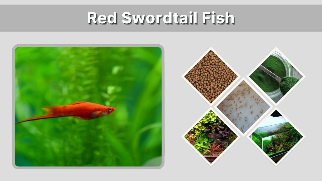 Red Swordtail Fish: Care, Varieties, Size and Breeding