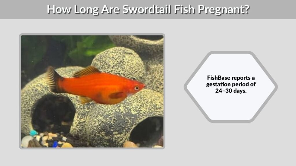 Swordtail pregnancy generally lasts approximately four weeks.
