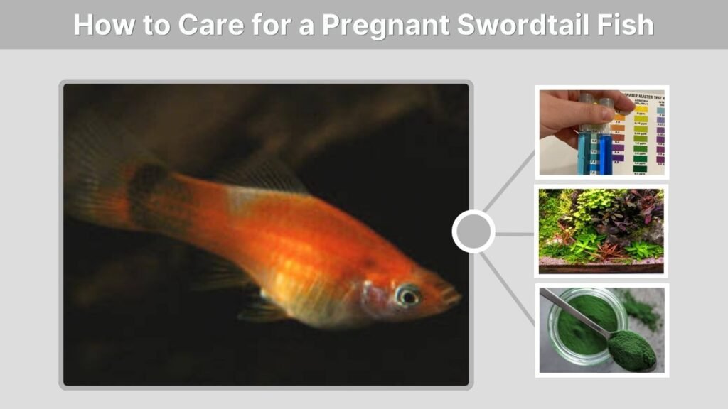 How to Care for a Pregnant Swordtail Fish