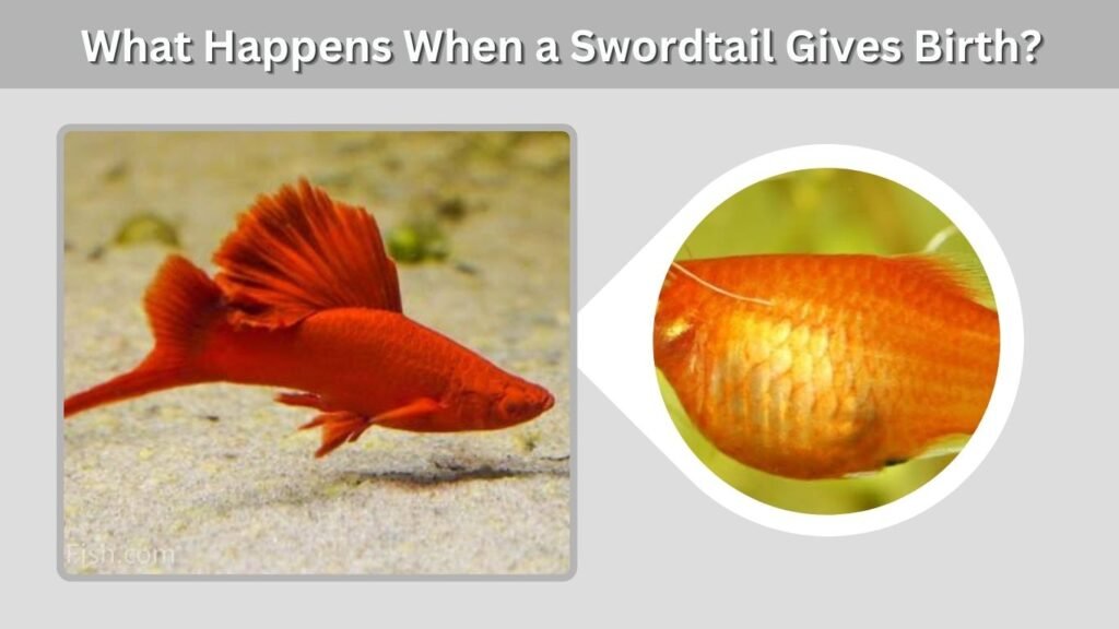 What Happens When a Swordtail Gives Birth?