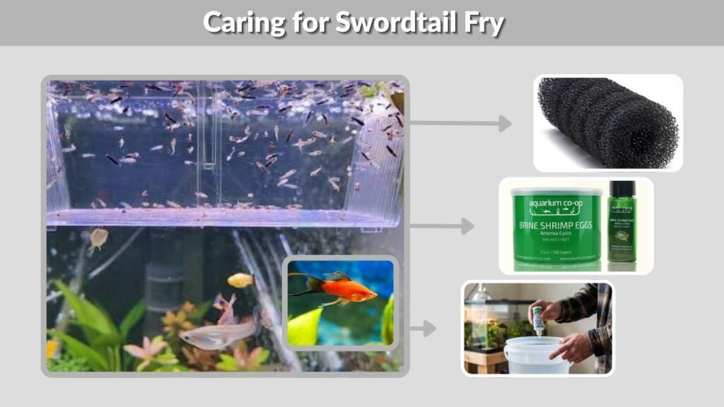 Caring for Swordtail Fry