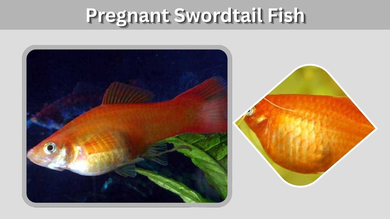 Pregnant Swordtail Fish: Signs, Stages, Birth and Care