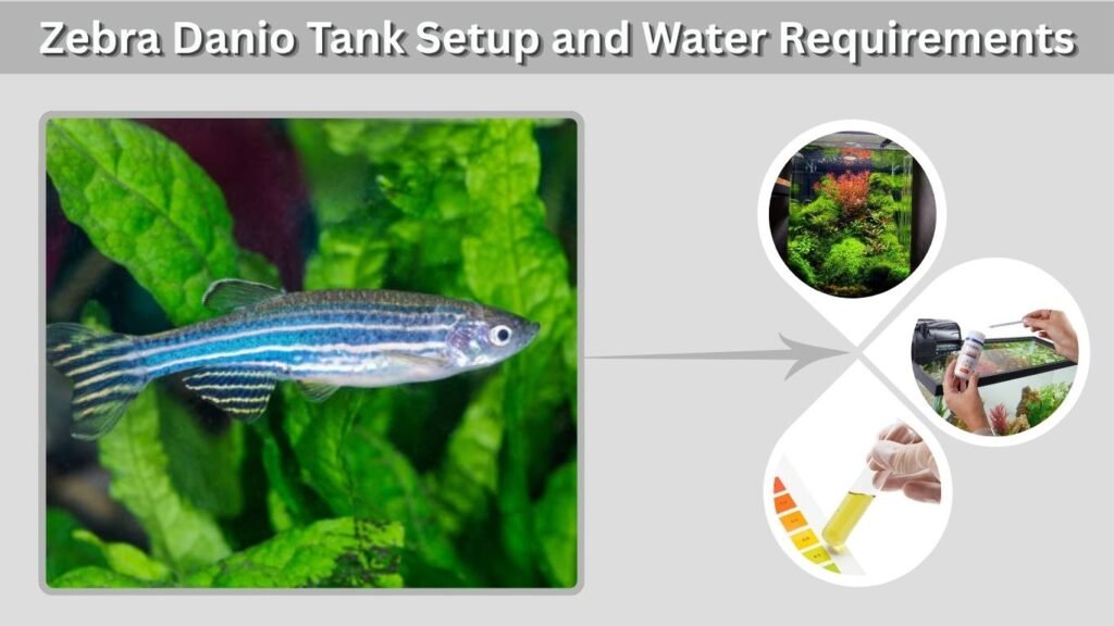 Zebra Danio Tank Setup and Water Requirements