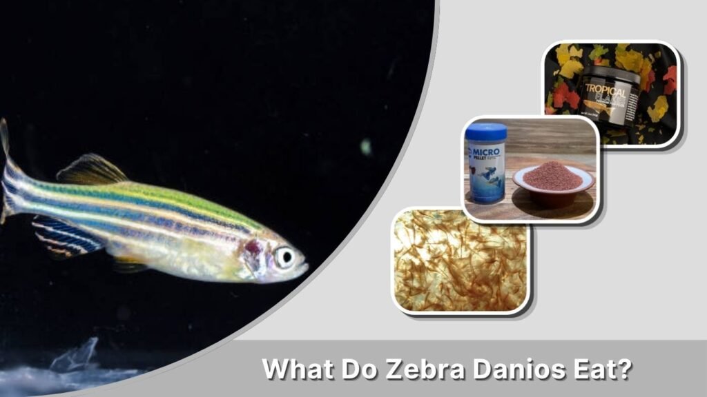 What Do Zebra Danios Eat?
