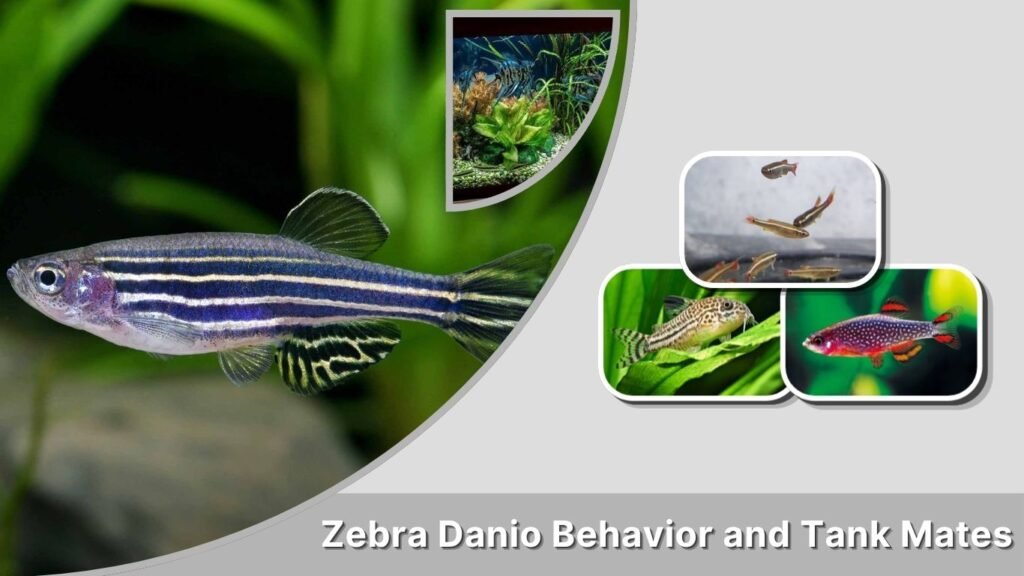 Zebra Danio Behavior and Tank Mates