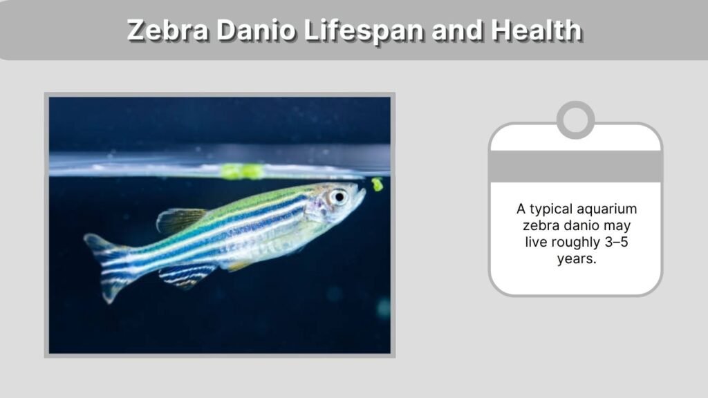 Zebra Danio Lifespan and Health