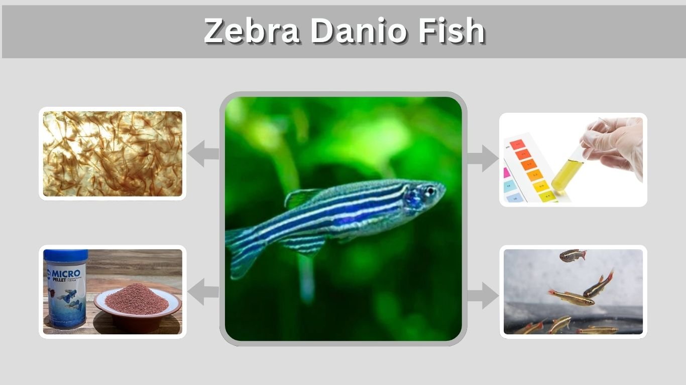 Zebra Danio Fish: Care, Tank, Diet, Size & Lifespan