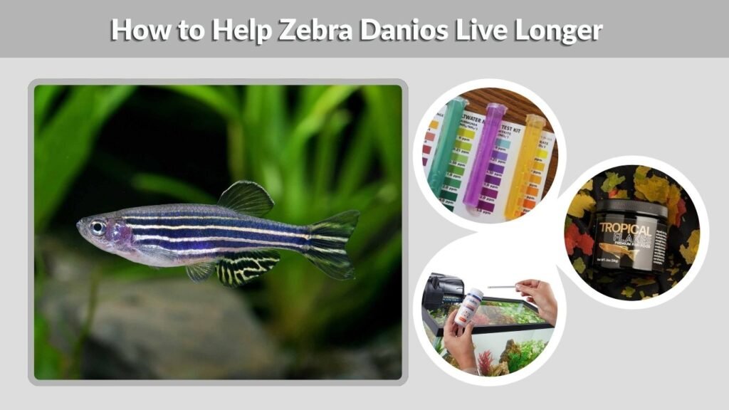 How to Help Zebra Danios Live Longer