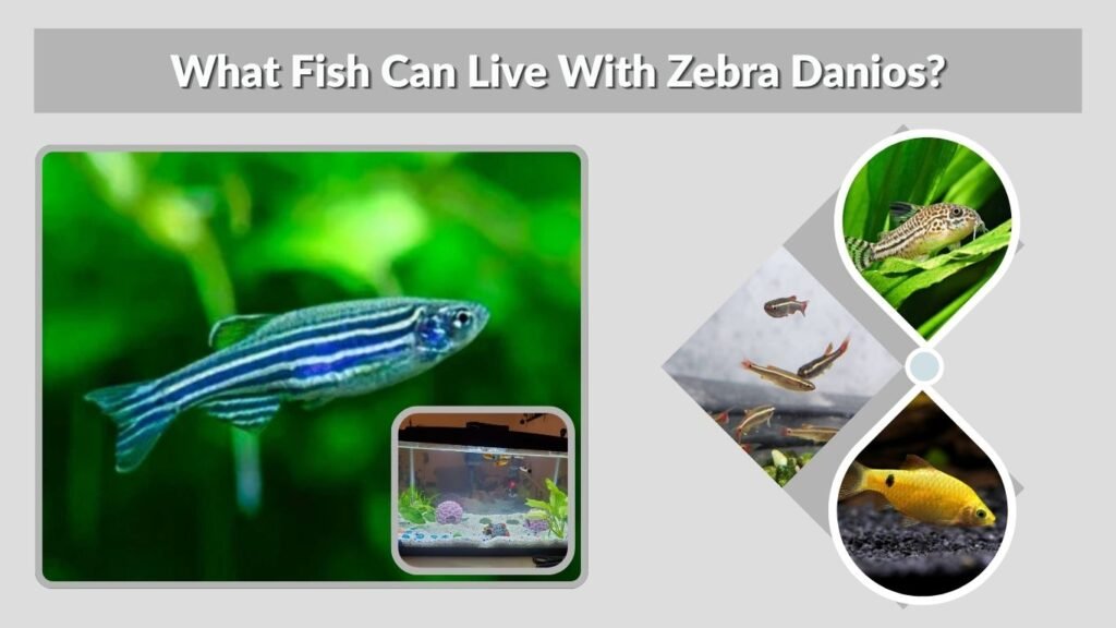 What Fish Can Live With Zebra Danios?