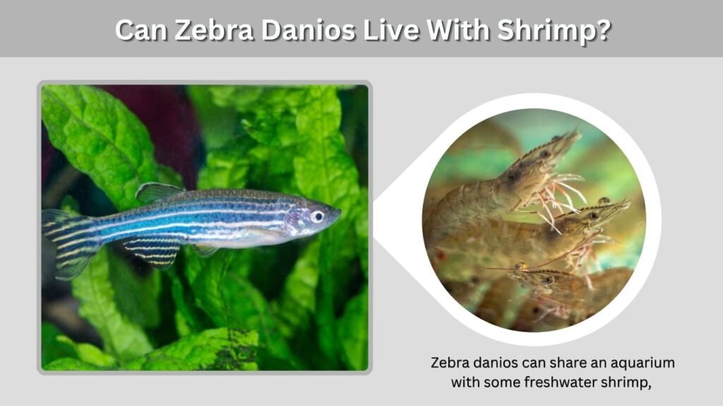 Can Zebra Danios Live With Shrimp?