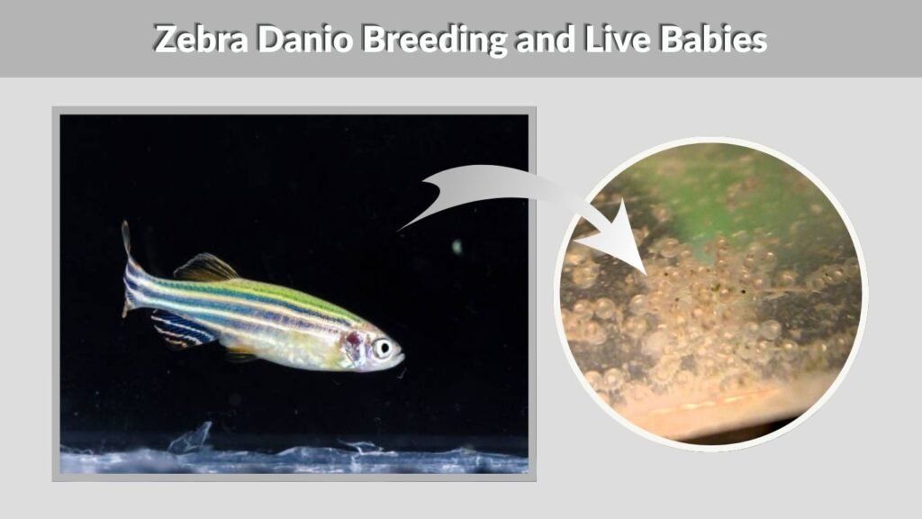 Zebra Danio Breeding and Live Babies