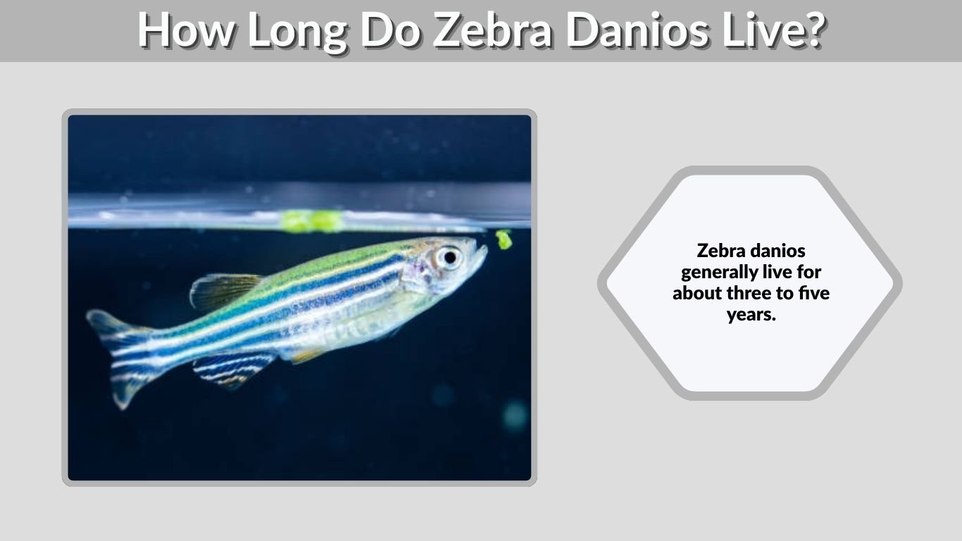 How Long Do Zebra Danios Live? Lifespan & Tank Mates
