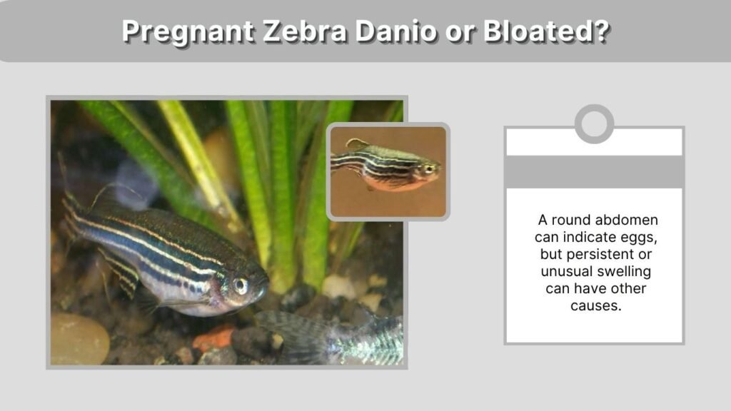Pregnant Zebra Danio or Bloated?