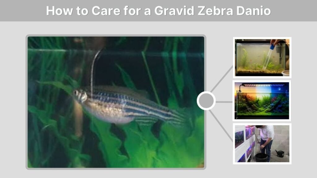 How to Care for a Gravid Zebra Danio