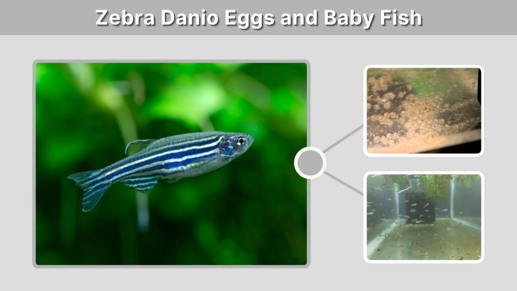 Zebra Danio Eggs and Baby Fish