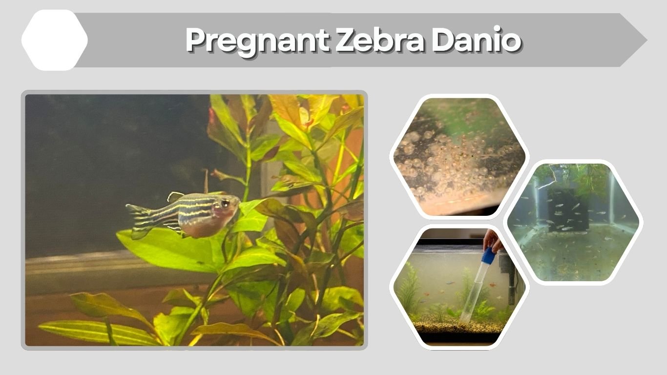 Pregnant Zebra Danio: Signs, Eggs, Breeding and Care