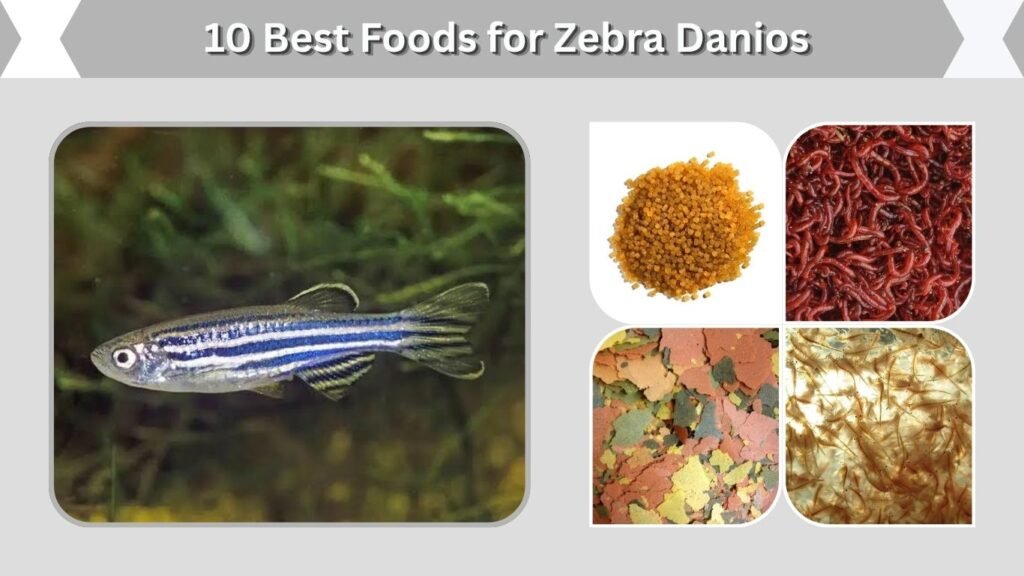 10 Best Foods for Zebra Danios