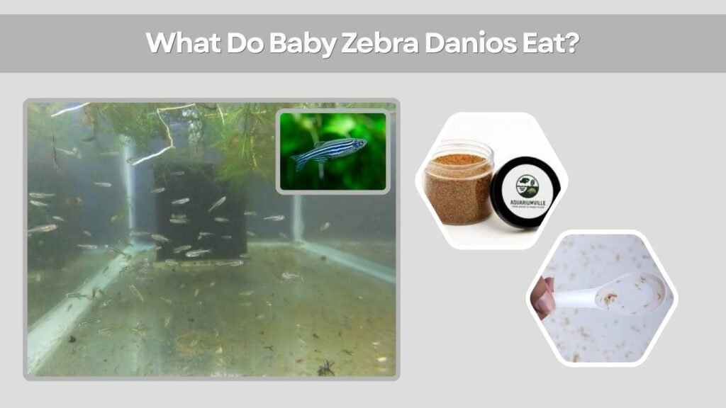 What Do Baby Zebra Danios Eat?