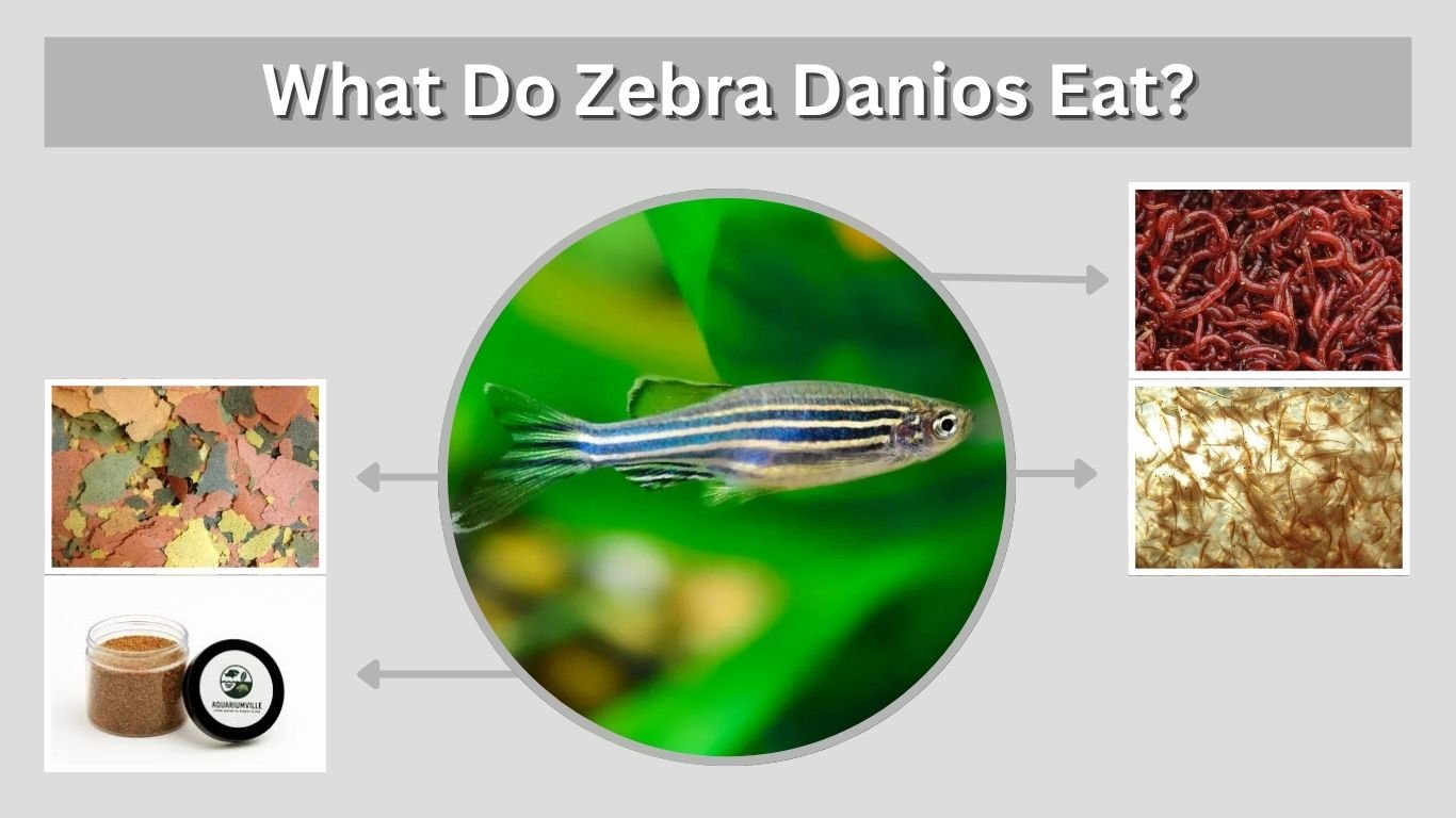 What Do Zebra Danios Eat? 10 Best Foods for Healthy Fish