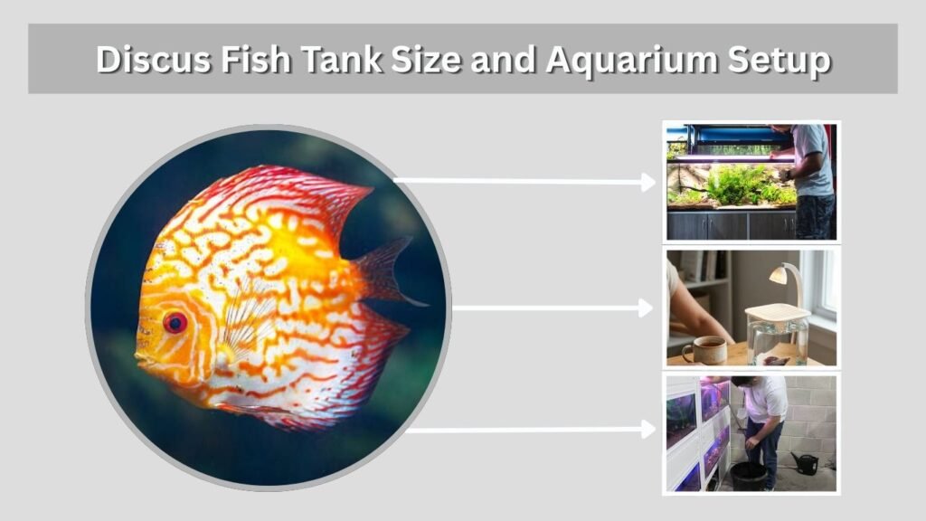 Discus Fish Tank Size and Aquarium Setup