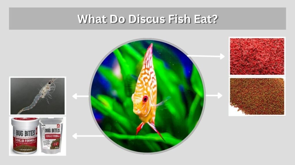 What Do Discus Fish Eat?